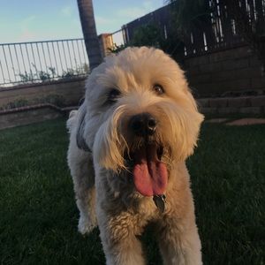 Meet your Posher, Sydney